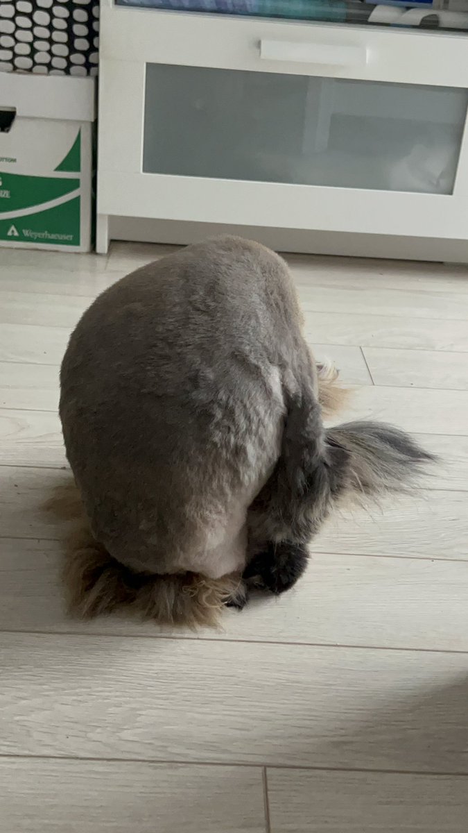 Chendabear tweet media