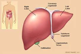 #liver holds about one pint (13%) of the body's blood supply at any given moment. The liver consists of 2 main lobes. Both are made up of 8 segments that consist of 1,000 #lobules (small lobes). Visit: scitechnol.com/liver-disease-… Submit research at: scholarscentral.org/submissions/li…