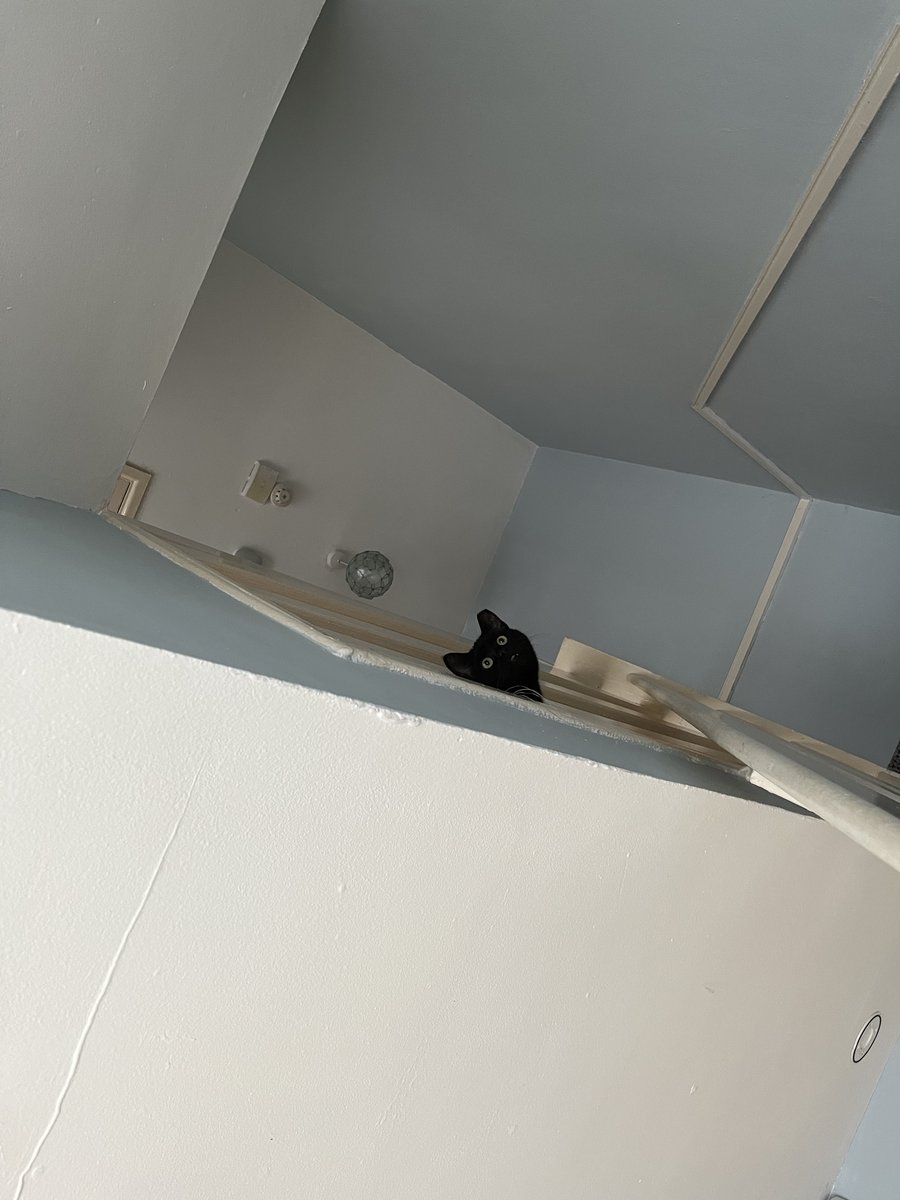 ohlookitsMatty's tweet photo. Our little foster kitten is experiencing his first time out of the kitten room // He seems impressed https://t.co/expnCLFgrT