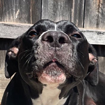 Pup_Prometheus's tweet photo. TINY BLEP ALERT ��️ #dogsoftwitter #dogsofaustralia #dogs #DogLover https://t.co/euXIdX1YnA