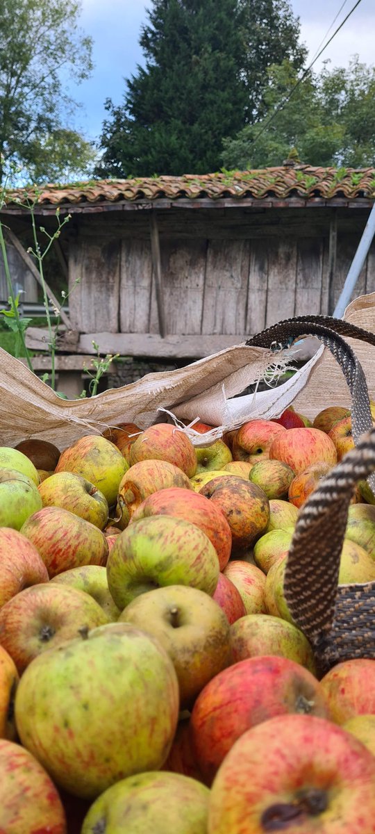 Fundacioncardin's tweet photo. Toca #corchar y empezar a probar 😊 , escuchamos el ruido de las botellas y se nos hace la boca agua. #Villaviciosa 🍎 sabe a #sidra  @GrupoElGaitero @Comarcasidra @TurVillaviciosa @MuseuPuebluAst @LaPonte2 @TurismoAsturias https://t.co/zHVGyLN7yB