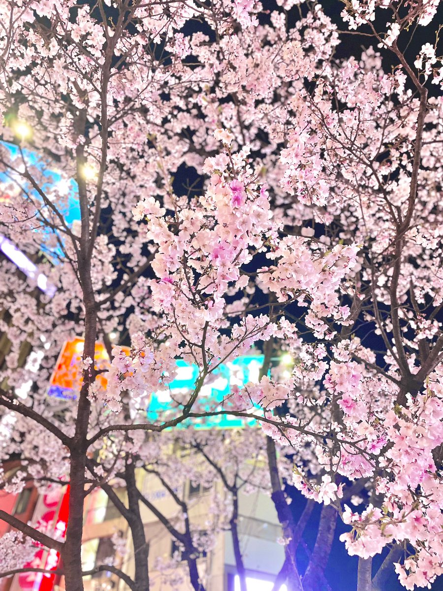 ayabuhi0826's tweet photo. 今年は何回さくら見れるかな🌸💓😌

#マルチクリエイター #クリエイター
#花 #お花
#花のある暮らし #お花のある暮らし
#ポートレート #ポートレート部
#写真で伝えたい私の世界
#スマホ写真部 #キリトリセカイ
#東京 #有你真好 #데일리
#multicreator #creator
#flowers #flower
#tokyo #japanesegirl https://t.co/dRGGy97CUC