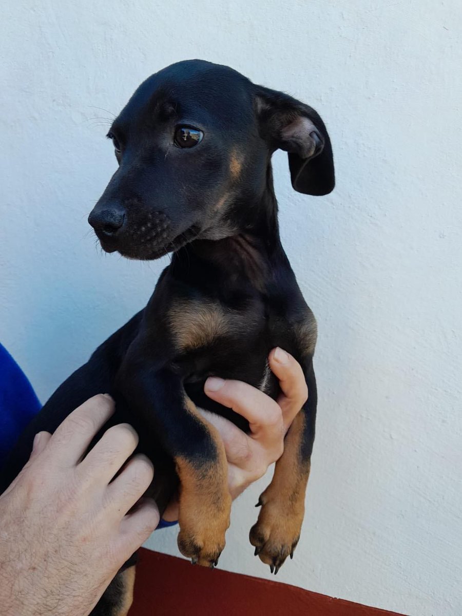 life4pitbulls's tweet photo. Este bebito es XANDRO, de 4 mesecitos😍
Es raza pequeña, no pesara mas de 10 kg tirando a alto!
Esta buscando una familia definitiva para que le de todo el amor que se merece

Ayúdanos a encontrársela🤩
DM📩 https://t.co/w21wU7vTrl
