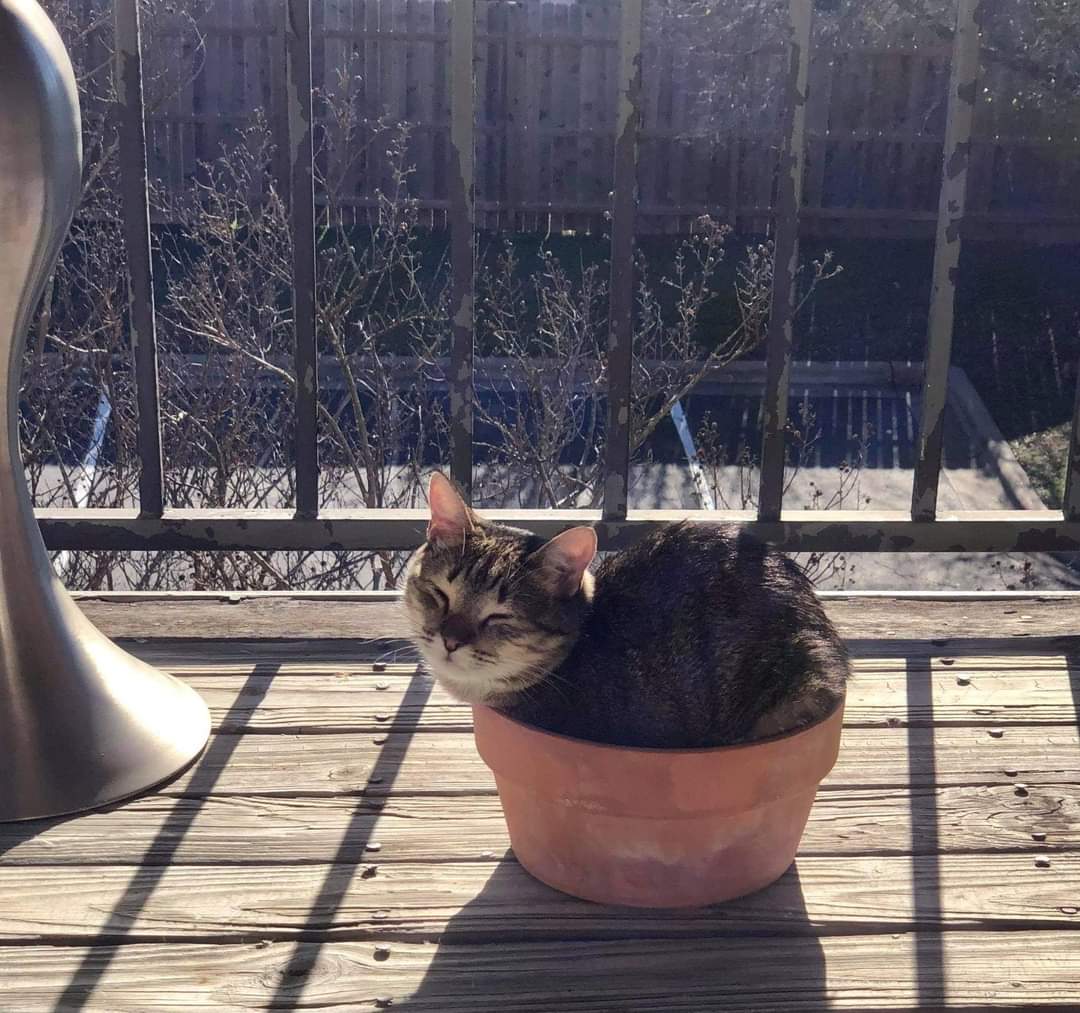 Dont Show Your Cat tweet media