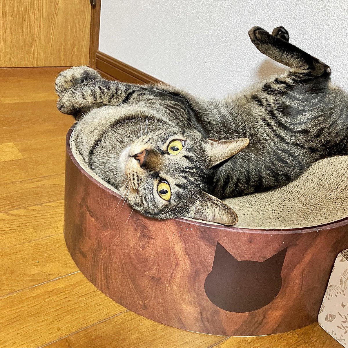fuchi_eny_fip's tweet photo. エニーねじれてる！！
#猫のいる暮らし #猫 https://t.co/3hnVJhI80m