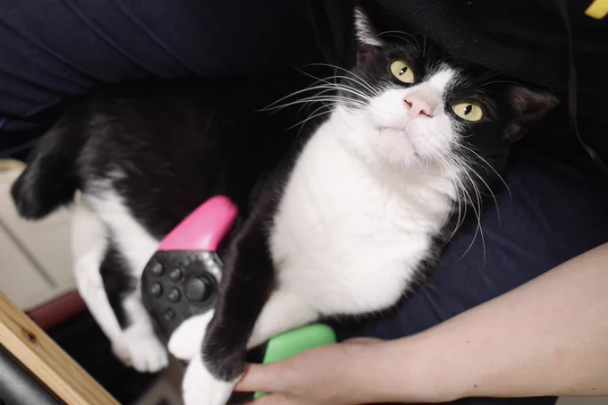 ゲームより魅力があることを自認している猫 