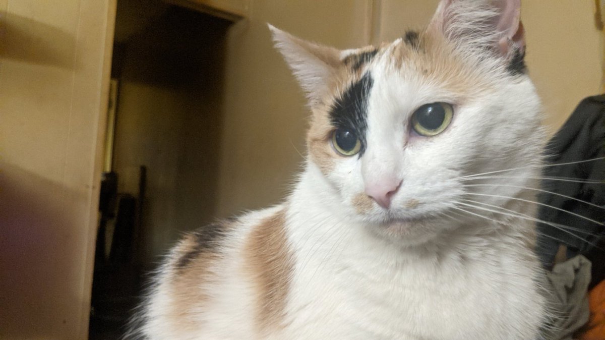 CalicoCrew1's tweet photo. #DidYouKnow
It's #ThrowbackThursday!! Cats grow up so fast. By the time a kitten reaches 1 human yr in age, it's the equivalent of 15 yrs in age. Going from a baby to a teenager in just one year...Extraordinary.
Reply w/a cute kitty pic. Here's Moo.
#CalioCrew #CatsOfTwitter https://t.co/wciJxvDkXd