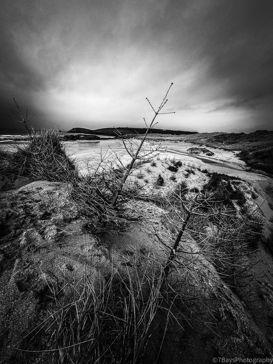 7_Bays_Photo's tweet photo. A black and white shot of the Christmas trees that form part of the sand dune conservation project on Constantine Bay that’s being carried out by the amazing @PlasticWaive #7bays #constantinebay #conservation #sandsunes #beaches  @StormHour @StormHourMedia #photooftheday https://t.co/20N3kkypzs