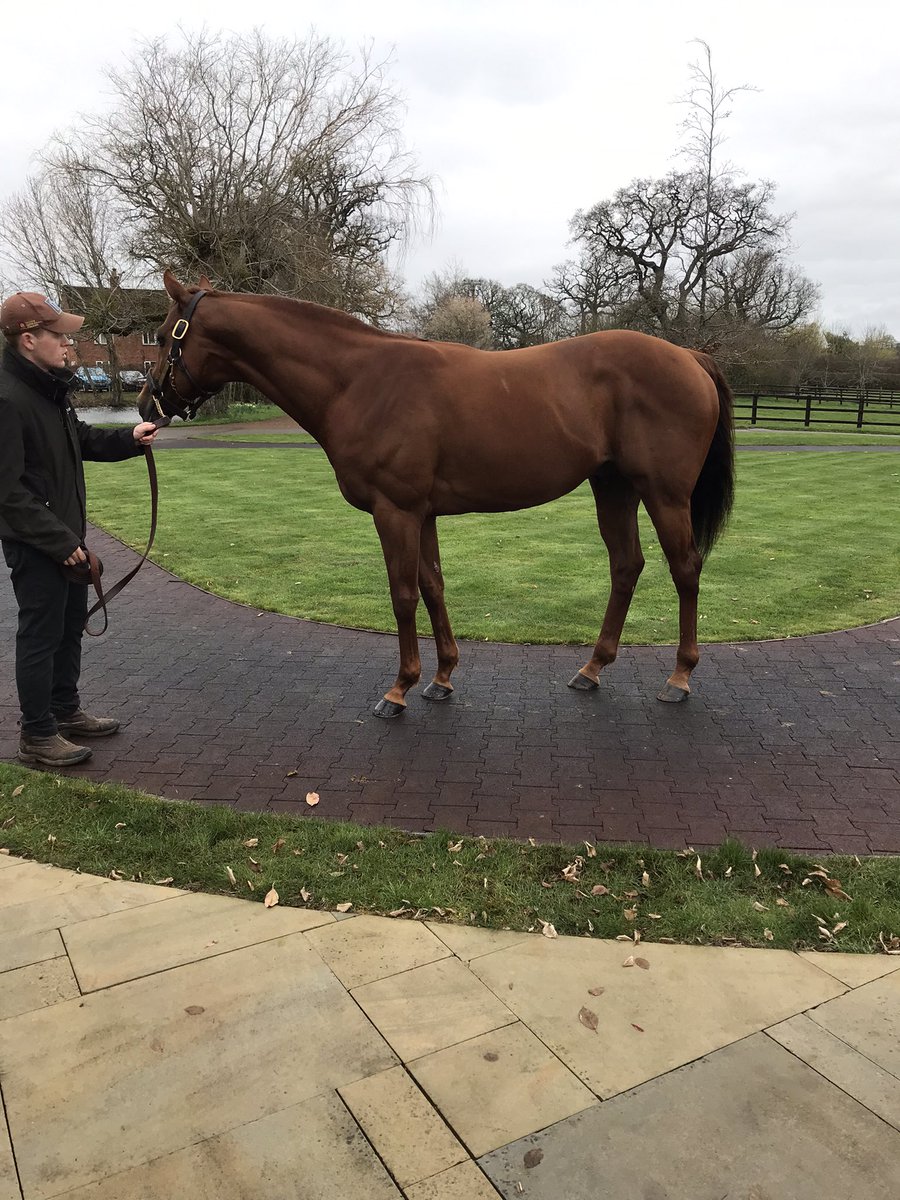 HannahLWalker6's tweet photo. Lovely morning seeing the @Tweenhills stallions before Cheltenham races https://t.co/8qdt7Nvmq8