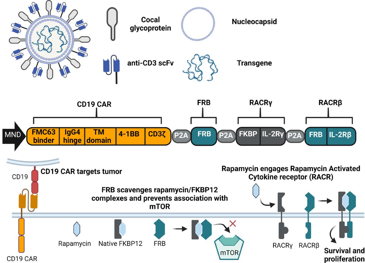jitcancer's tweet photo. New #JITC article: Preclinical proof of concept for VivoVec, a lentiviral-based platform for in vivo CAR T-cell engineering https://t.co/VIRkz4Gfja https://t.co/rNq2gApDig