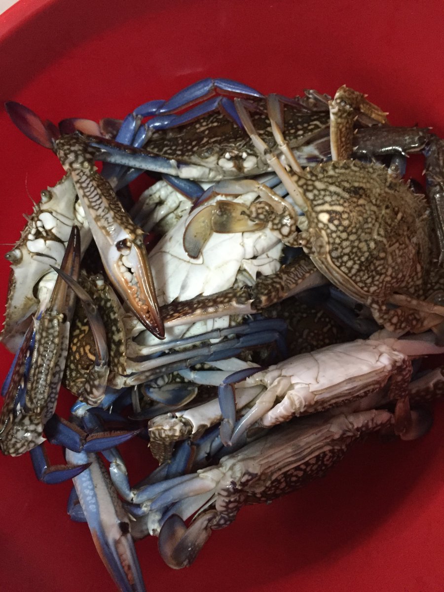UN_FAO_GFCM's tweet photo. The kick-off meeting of the #bluecrabs research programme has started today:

📌the objective is to present the final programme framework, the activities that will be developed and the methodologies for data collection.

#MedSea4Fish
https://t.co/WPa1gwNYZf https://t.co/QuHyVV9oK9