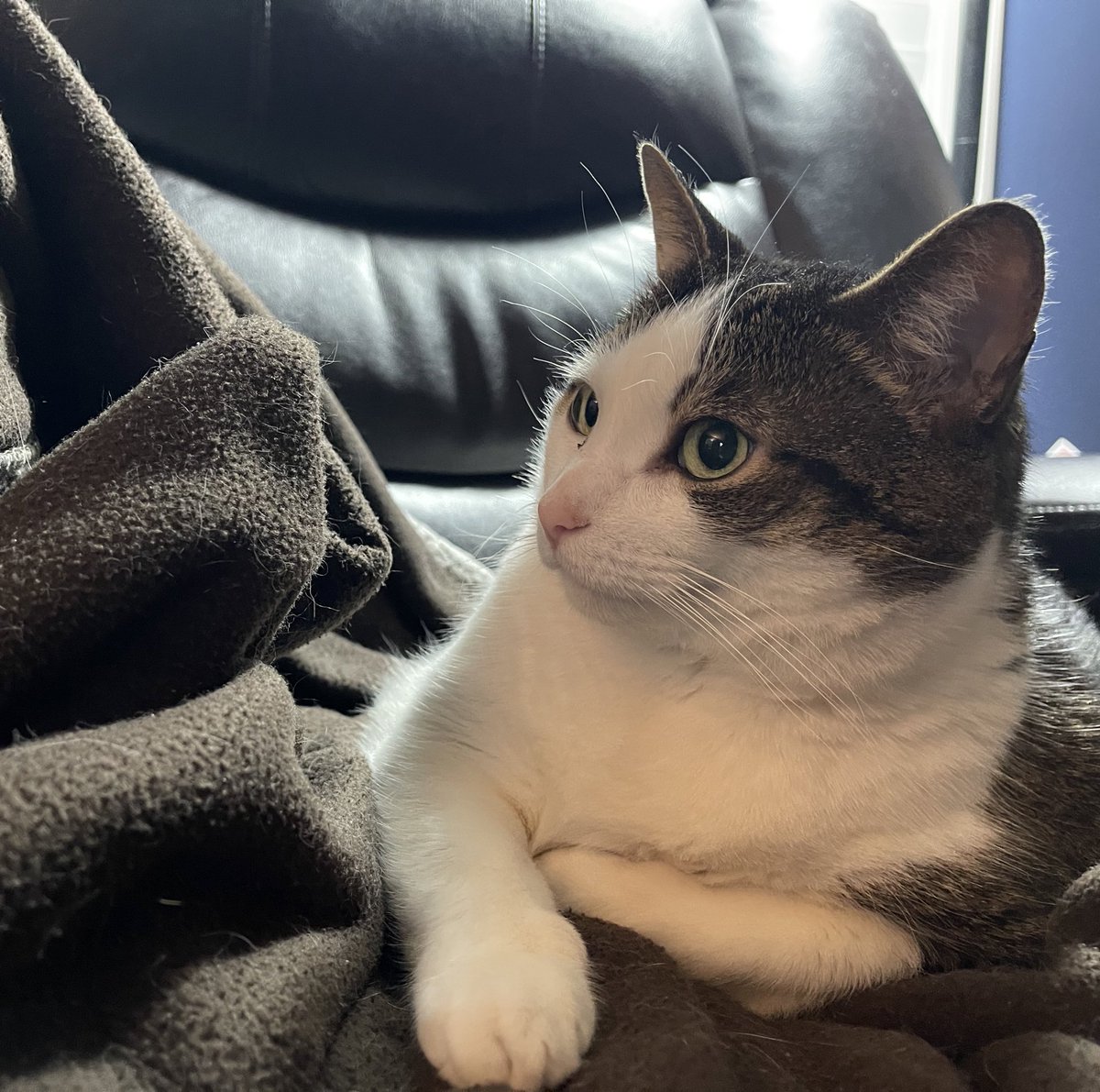 WaldoOlliver's tweet photo. #RememberWaldo
This photo reminds me of how he seemed to pose, it’s as though he is saying this side is my best, can you see my whiskers, is the light right?
Love you Waldo - Mom
#CatsOfTwitter https://t.co/McNXjuZLC6