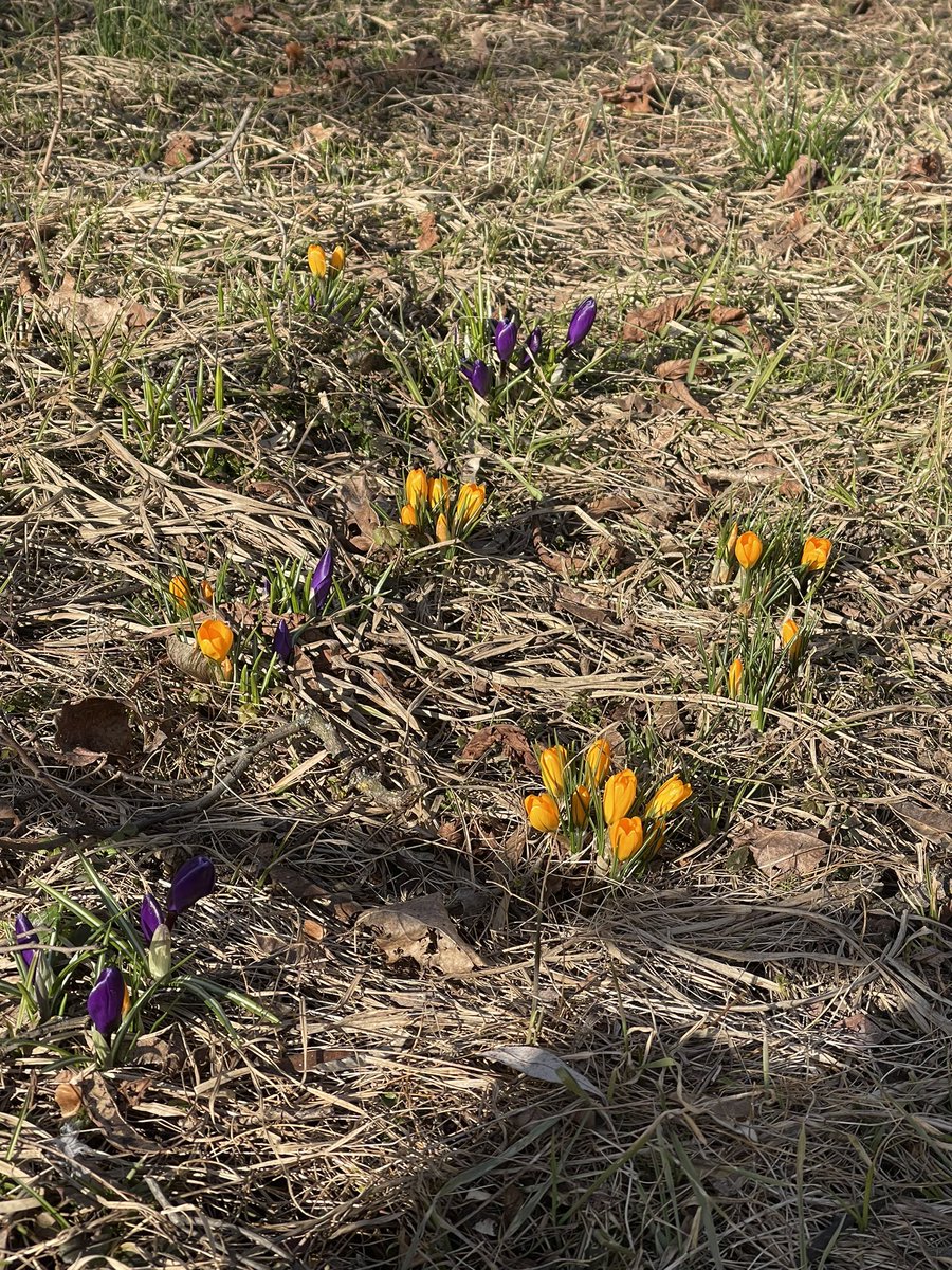 miauonas's tweet image. #pavasaris