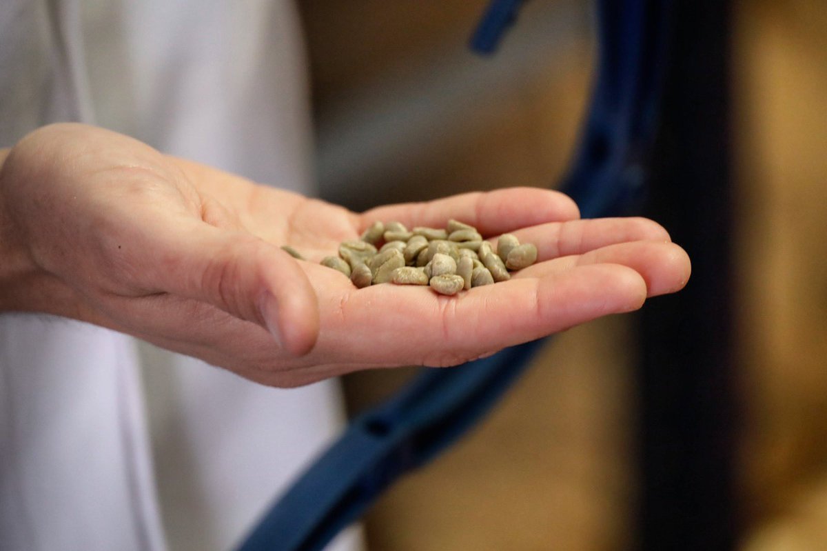 Nunca debemos olvidar que somos, sencillamente, lo que sembramos

#coffeefarmer #coffeeroaster #cafedeespecialidad #specialtycoffee #cafe #supracafe #cafedefiltro #coffeelover #cafedeorigen #baristalife #coffeefix #coffeeculture #tostadordecafe #coffeeshop #cafedefiltro #baristas