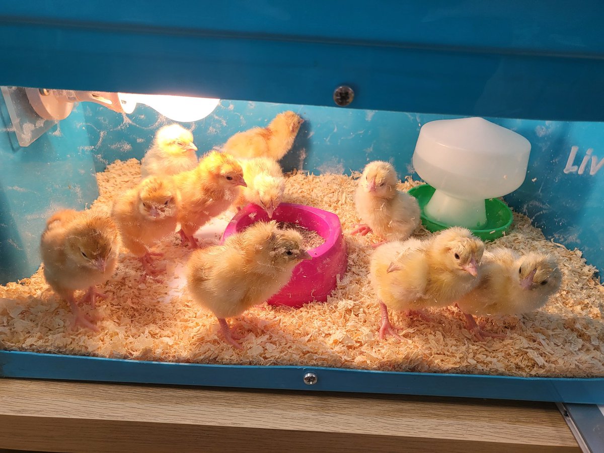 RPS_Acorns's tweet photo. We have lots of hatched chicks in the Acorns π£ Our live stream is still up and running for your viewing pleasure https://t.co/aXxjkGZqoL #RiversideScienceSquad @Riverside_Pri https://t.co/lXmWDIzPdU