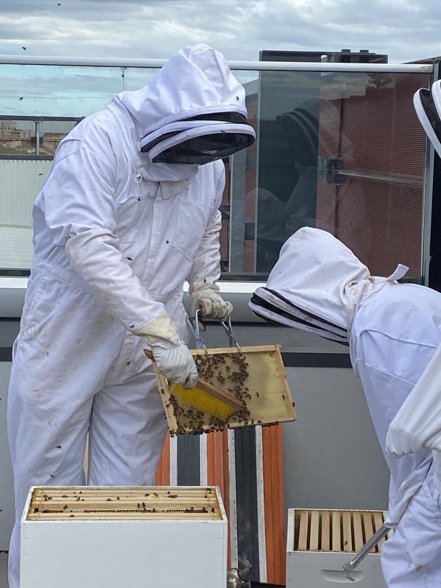 Time to check on our bees! Clover, Daisy and Violet are suited up and learning about honey harvesting…taste test to follow! #beehivesinschool