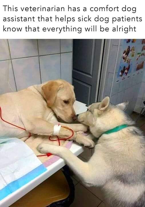 thehappydog_ tweet picture