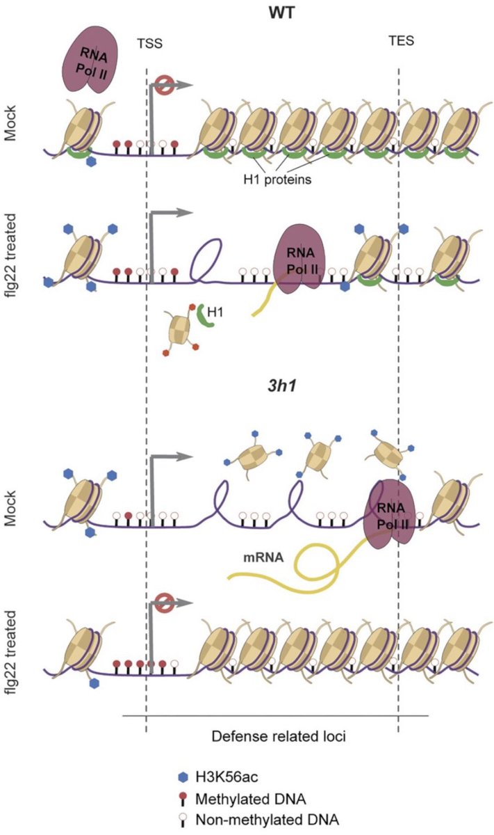 Look at the work from <a href="/ArsheedSheikh/">Arsheed Sheikh</a> and team showing #H1 histone as a #MolecularGatekeeper in plant #defense during #PlantPathogen interaction.
Congratulations 🎉 
#NAR

academic.oup.com/nar/advance-ar…