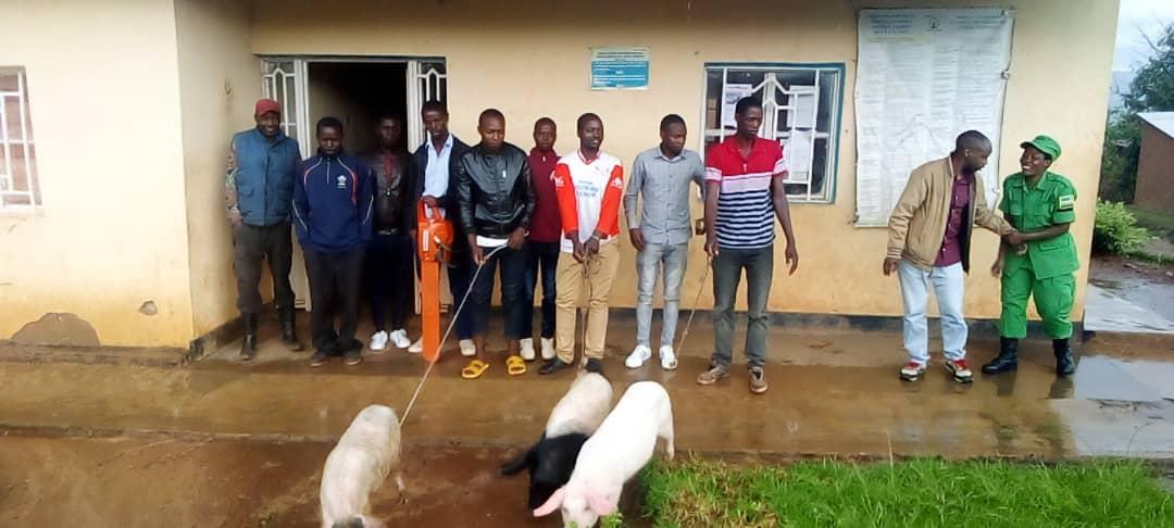 BureraNYC's tweet photo. Urubyiruko Rwo Mumurenge wa #Gatebe @BureraDistrict Rwavuye Iwawa rwishimiye Ingurube rworojwe , bavuze ko izo ngurube bazitezeho Umusaruro, ni Nyuma yo Gusezera Ku biyobyabwenge no kuva Ku Mihanda bakiyemeza Gutangira imishinga  izabafasha mu kwiteza imbere @RwandaYouth https://t.co/8WvZjhyHoK