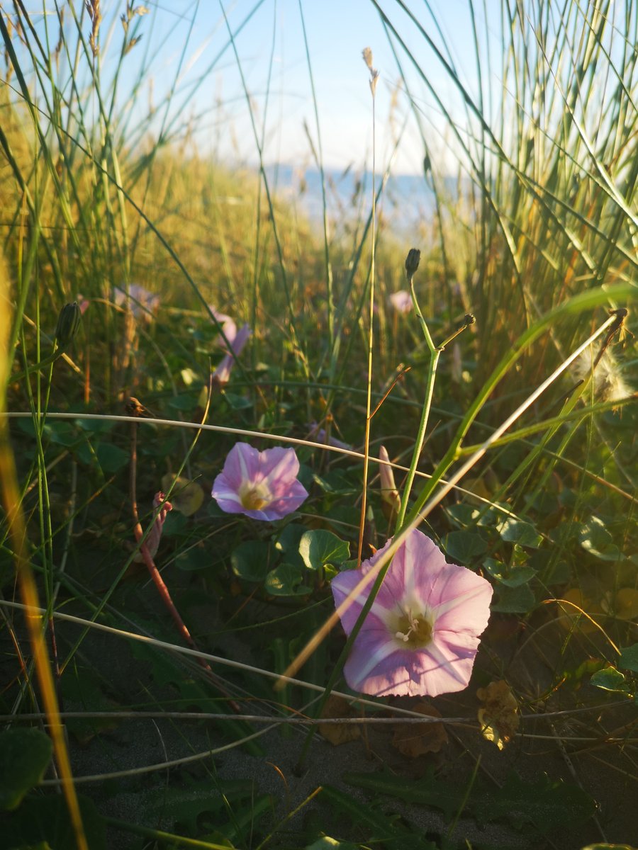 Plantlife tweet media