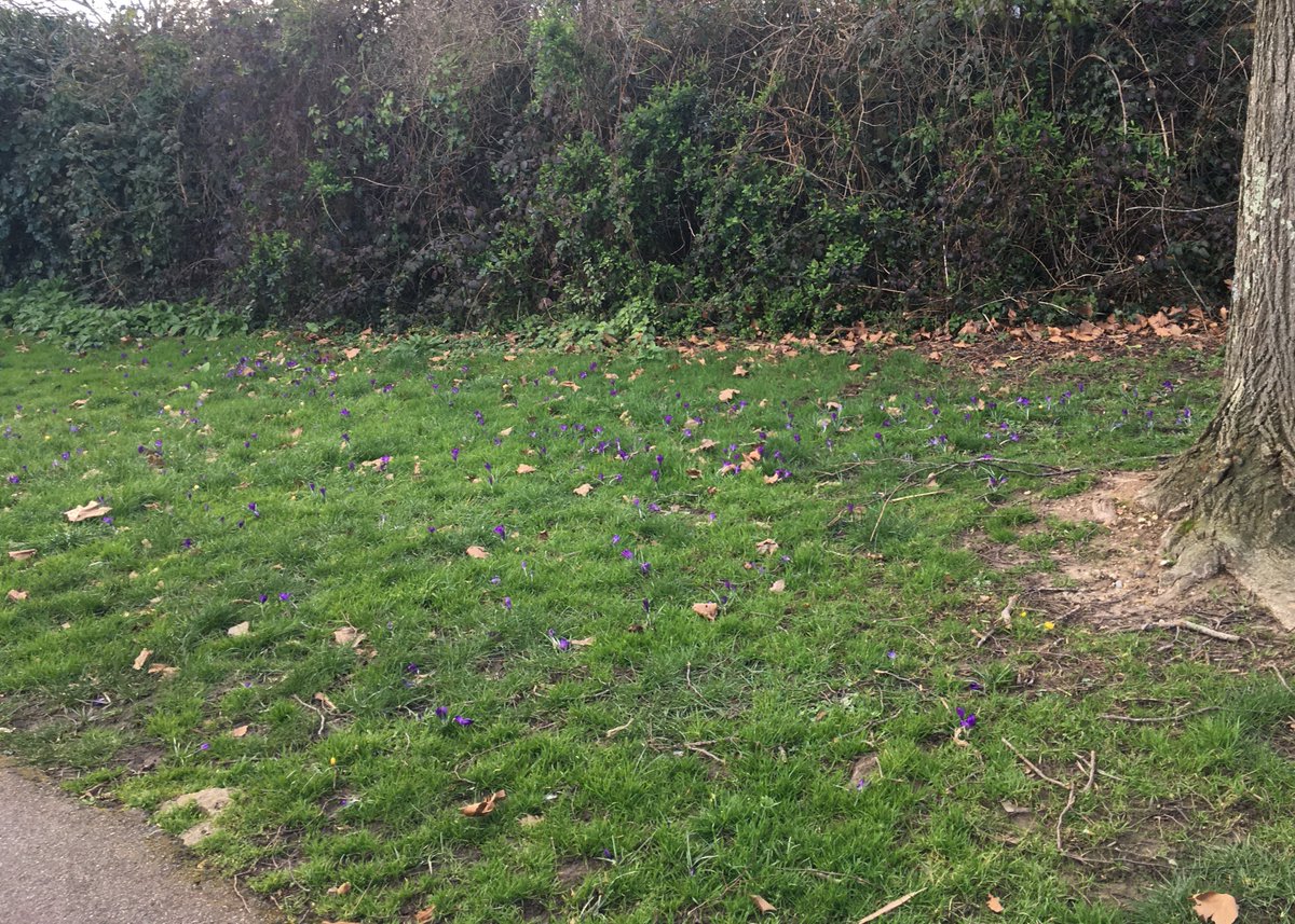 Lovely display of crocuses at the Rec thanks to @southamptonr for corms and @southamptonhub brilliant planting #purple4polio