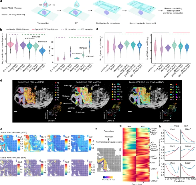 MedChemExpress's tweet photo. New technology: #GenomeWide, joint profiling of the #epigenome and #transcriptome by #cosequencing chromatin accessibility and #GeneExpression, or histone modifications and gene expression on the same tissue section at near-single-cell resolution.
https://t.co/Wl69Wv8036 https://t.co/lrxLv35XwB
