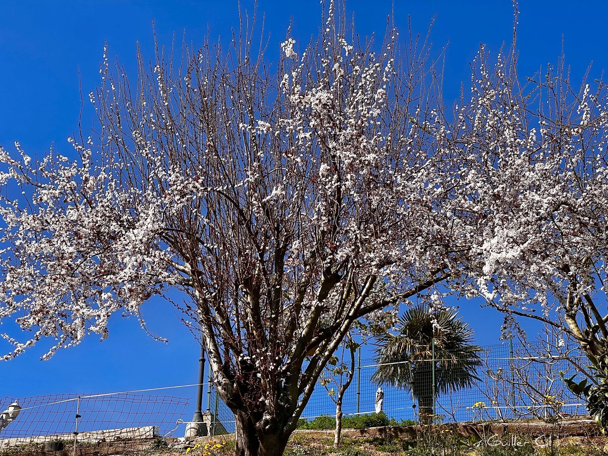 GuillerCil's tweet photo. Feliz último jueves del #invierno2023 #primaveraiscoming 🌸🌺😎 https://t.co/aoWGNXOLMg