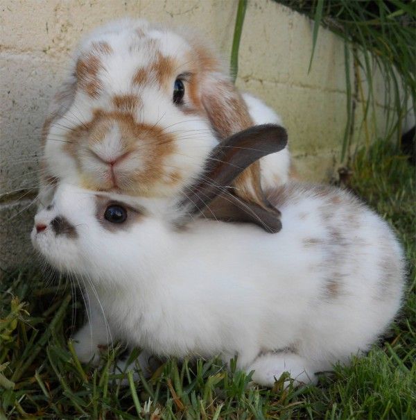 RabbitEveryHour's tweet photo. https://t.co/yXbfxegBP3
