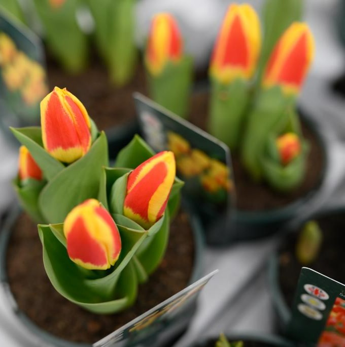 VanHage's tweet photo. This brightly coloured tulip is called Stresa and will come back year after year. These British-grown beauties like a sunny spot and will do well in beds, borders or containers.
#springplants #gardening #garden #springbedding #gardenborders #perennials #flowers #bloom #tuips https://t.co/n7etFhu7Mr