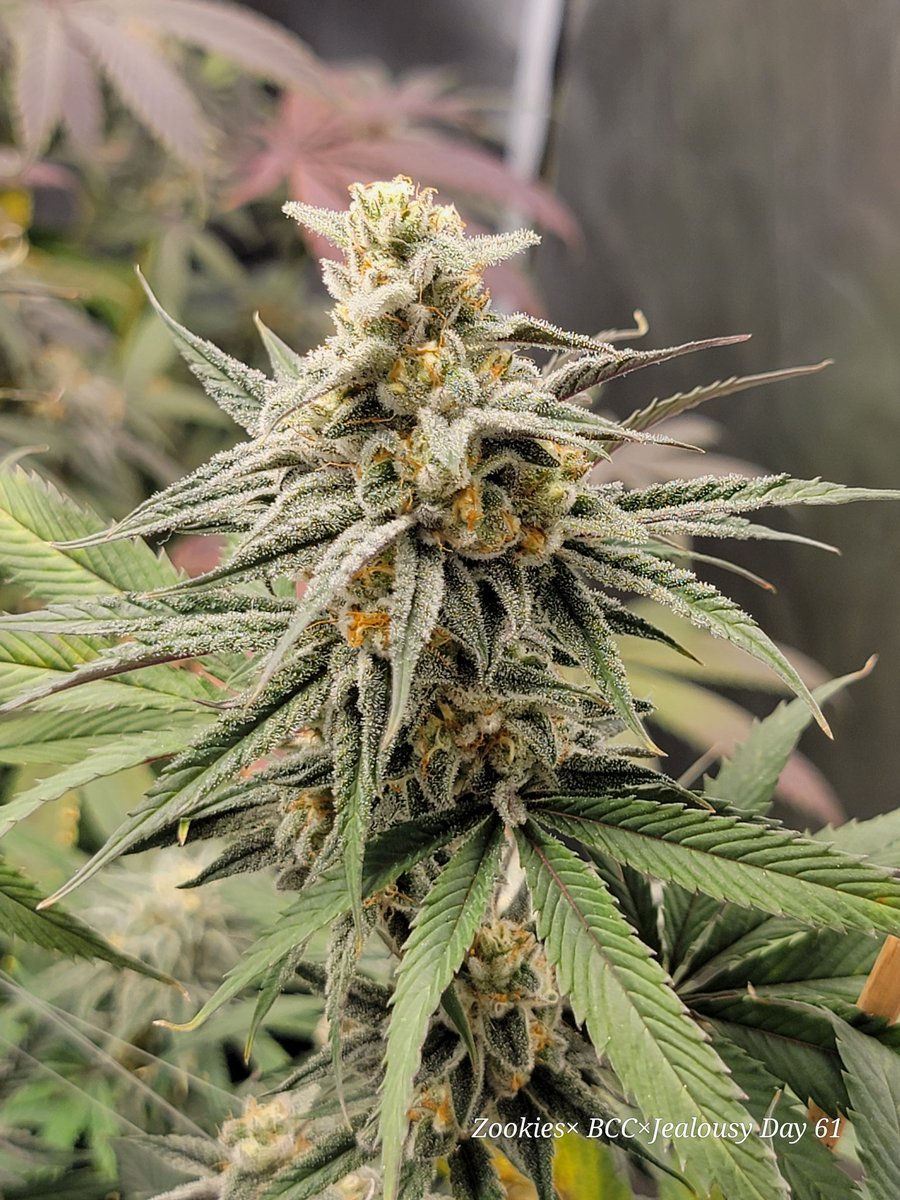RyleyVaux's tweet photo. Zookies x Banana cream cake x jealousy  by Wolfpack  
One of my favorites out of the current lineup !

#Wolfpack #CannabisCommunity  #organic #licensedgrower #dank #zookies #Bananacreamcake #jealousy  #craft  #growtent #growyourown #colas https://t.co/i0mnnvowWi