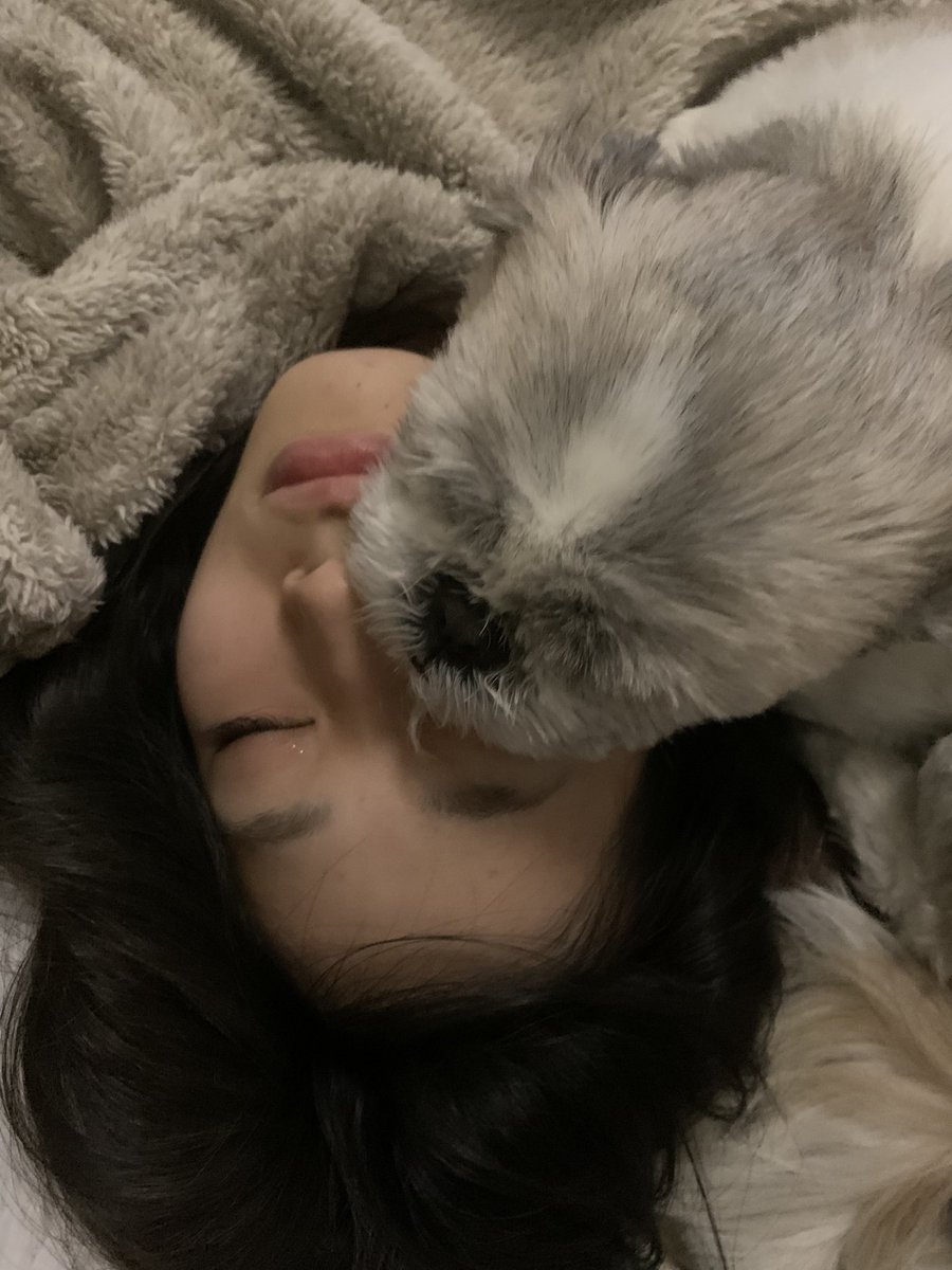 pyoru0528star's tweet photo. お姉ちゃんの顔の上って，気持ちいいんだよね〜🐾🐾

寝心地最高

#シーズー大好き
#シーズー可愛い
#シーズーのいる生活 https://t.co/afElioCs9r