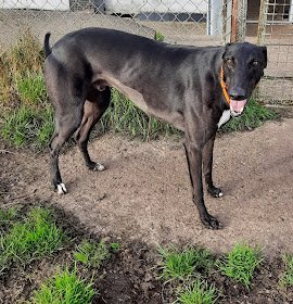 Jack is now our longest stay: house trained, good with smaller breeds (with initial care), good on the lead. He can't be homed with children and barks at some men.  
To offer Jack or a Whittingham hound a home email wkretiredgreyhounds@gmail.com or visit wkretiredgreyhounds.co.uk