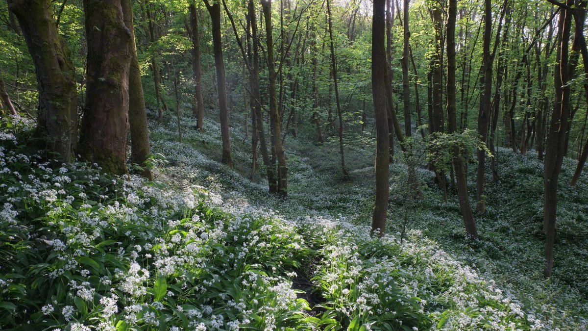 orien (@ladyoforien) on Twitter photo 