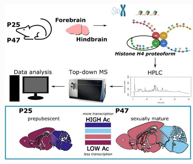 Histone H4 #proteoforms and post-translational modifications in the Mus musculus #brain with quantitative comparison of ages and brain regions
by Nicolas L. Young et al <a href="/bcmhouston/">BCMHouston</a> <a href="/NicolasLYoung/">Dr. Nicolas L. Young</a> #histone #PTMs #chromatin #epigenetics #proteomics

link.springer.com/article/10.100…