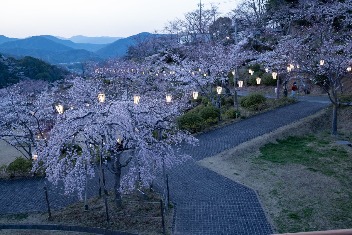 🚴Onomichi Tourism Association🌸 (@ononavi_eng) on Twitter photo 2023-03-16 09:31:08 Senkoji Park starts the Bonbori illumination from 18 March 2023 to 16 April between 18:00 pm and 6:00 am. Somei Yoshino are expected to flower in the second half of March, followed by full bloom in a week or so🌸🌸🌸🌸 #cocoronomichi #onomichi #hiroshima #sakura #illumination Senkoji Park starts the Bonbori illumination from 18 March 2023 to 16 April between 18:00 pm and 6:00 am. Somei Yoshino are expected to flower in the second half of March, followed by full bloom in a week or so🌸🌸🌸🌸 #cocoronomichi #onomichi #hiroshima #sakura #illumination
