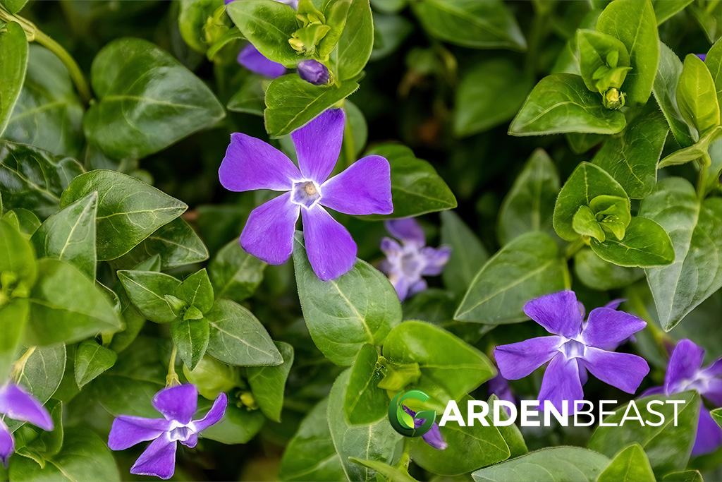 Vinca Major Guide: How to Grow &amp; Care for “Greater Periwinkle”
gardenbeast.com/vinca-major-gu…