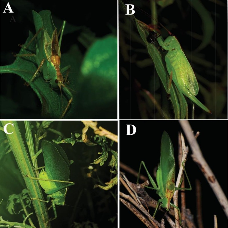 Researchers at Ashoka University have discovered a new species of cricket at the #AshokaUniversity campus which they have named Hexacentrus ashoka.

Read More: researchgate.net/publication/36…