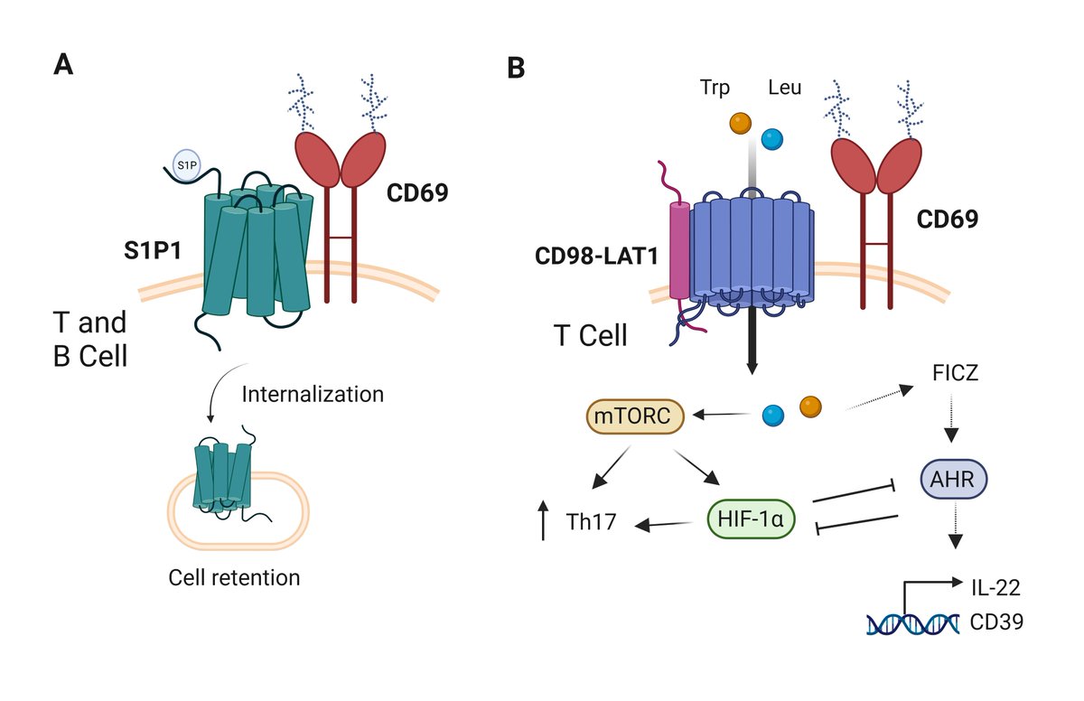 EXCLIJournal's tweet photo. The expression of #CD69 #ligands in #inflammatory settings can shape the function on #immune cells
https://t.co/8Qm2laddEe explains the CD69 #receptor acts as a regulator of activation, migration, retention, #metabolism, and #T cell #exhaustion

@UAM_Madrid @CNIC_CARDIO @CIBER_CV https://t.co/VeWpNJGvCU