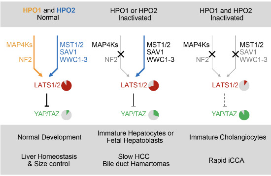 embojournal's tweet photo. Two #Hippo signaling modules converge on the kinases #LATS1/2 to differentially regulate #YAP/#TAZ activation, orchestrating liver size and #tumorigenesis
Sixian Qi, Zhenxing Zhong, Fa-Xing Yu et al
https://t.co/MXyzPNX9sZ https://t.co/JRDxVpSqNM