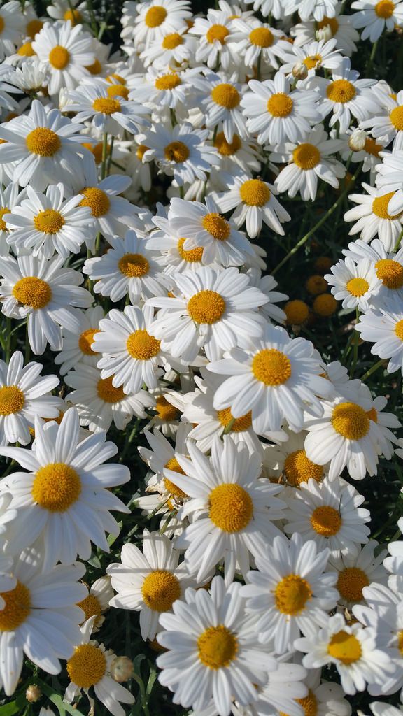 flowers_postss's tweet photo. https://t.co/qJWongo6zo
