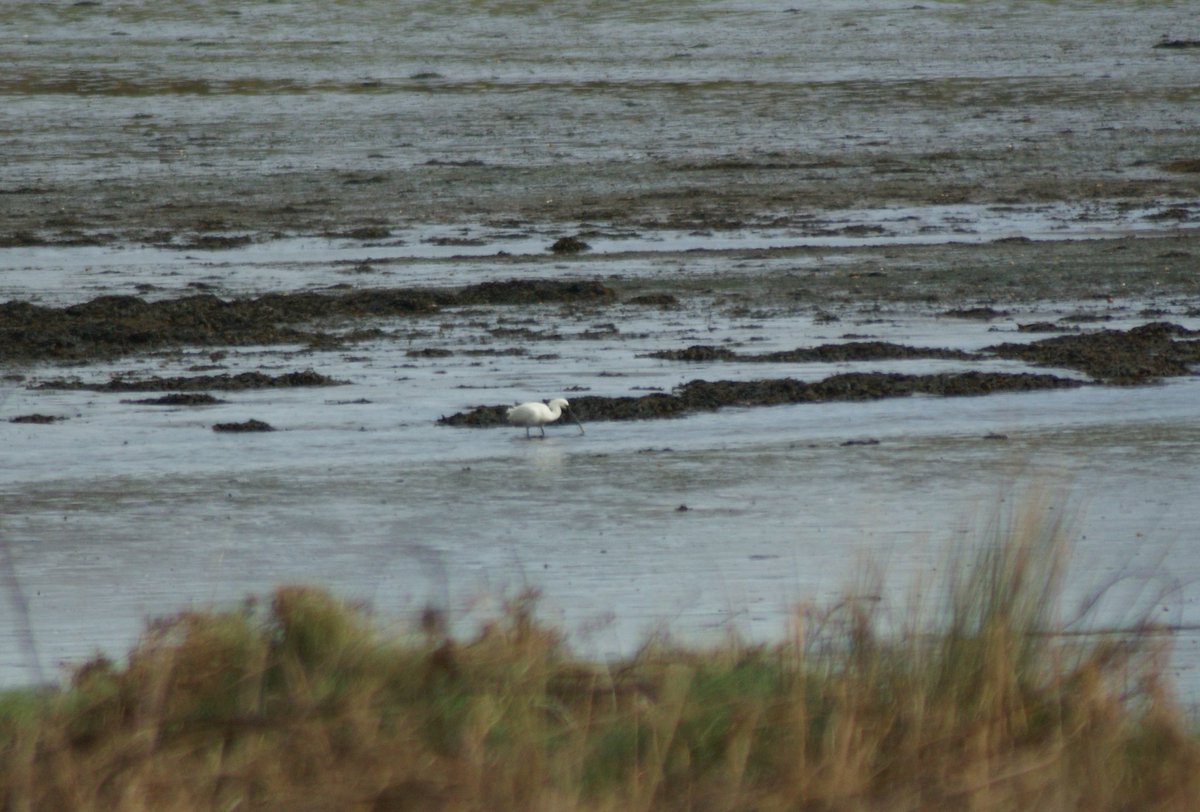 CrazyForWhales's tweet photo. 🇬🇧 Still around: #Spoonbill. Seen 2 days ago at the #Fertha estuary just outside Cahersiveen 😍
🇩🇪 Noch vor 2 Tagen im Ferthadelta außerhalb von Cahersiveen gesehen: #Löffler.
@BirdWatchIE @KerryBirdNews
#IveraghBirds #InLoveWithIveragh https://t.co/vErs8JCtnt