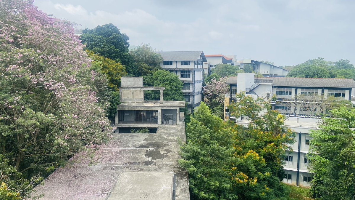 ChathuraDeSilva's tweet photo. UoM at present is not a place with rich natural diversity. Yet the remaining vegetation always bring some pleasing scenery @MoratuwaUni #scenar #universitylife https://t.co/5bpTzm51B2
