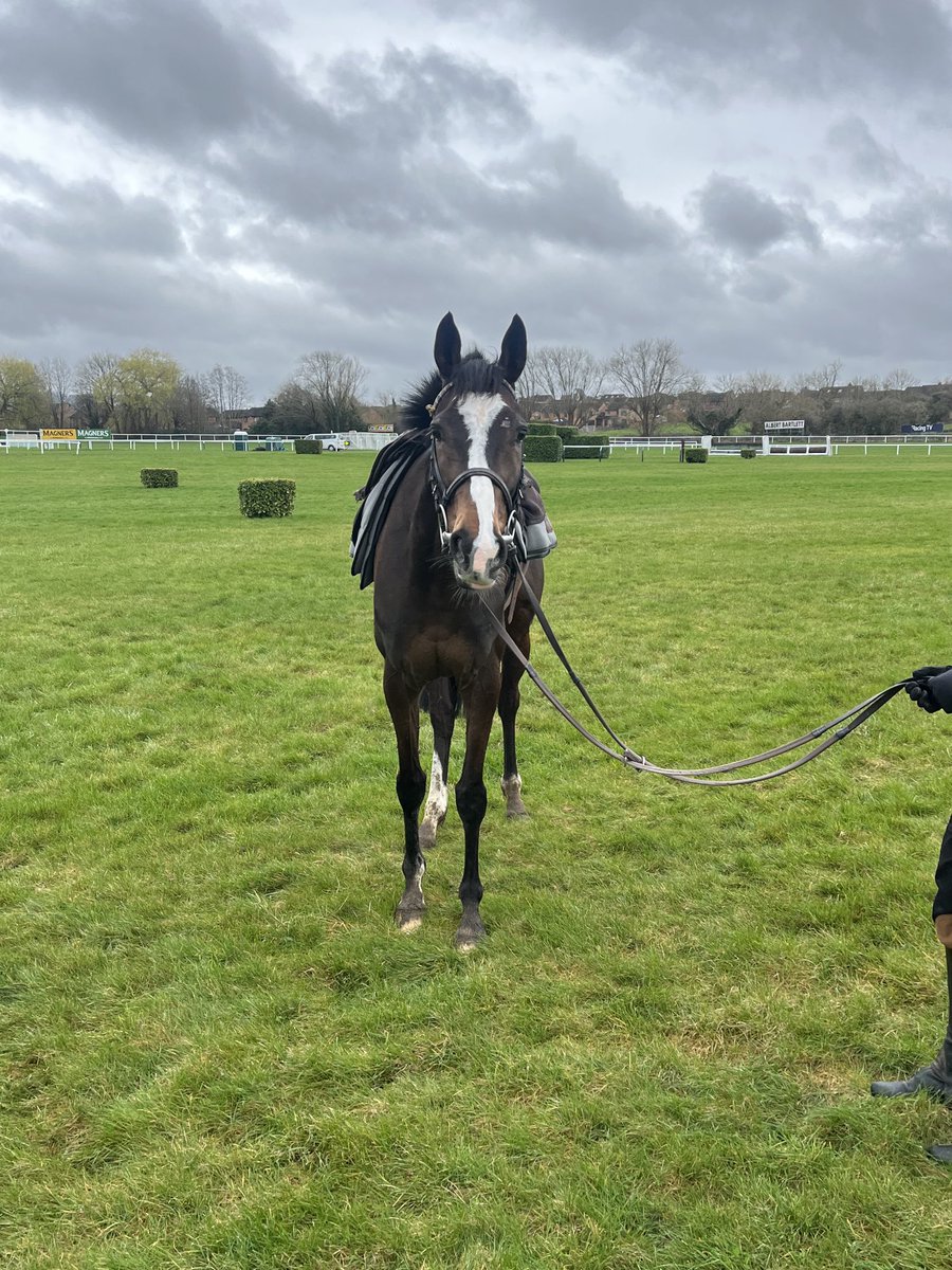 CathalCoughlan's tweet photo. Very exciting day for Gorm Agus Ban Syndicate. Hopefully this lady enjoys herself and comes back safe and sound. #Nikini 🔵⚪️ #Cheltenham https://t.co/UZ4eEvV3Yb