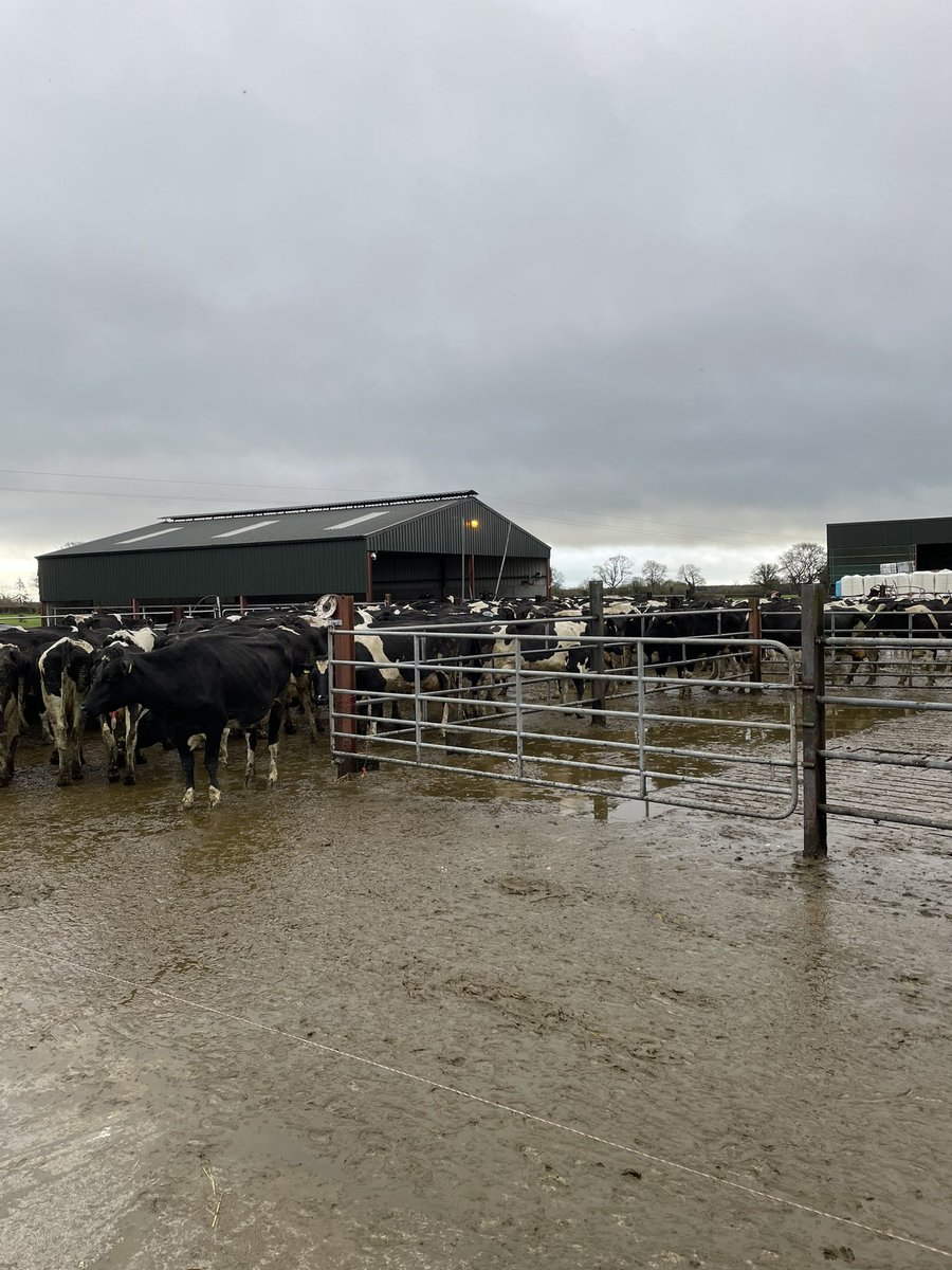 miriamw99's tweet photo. The silent protest work! Off to grass for an hour or two 🐄🌱 https://t.co/Y8W02girun