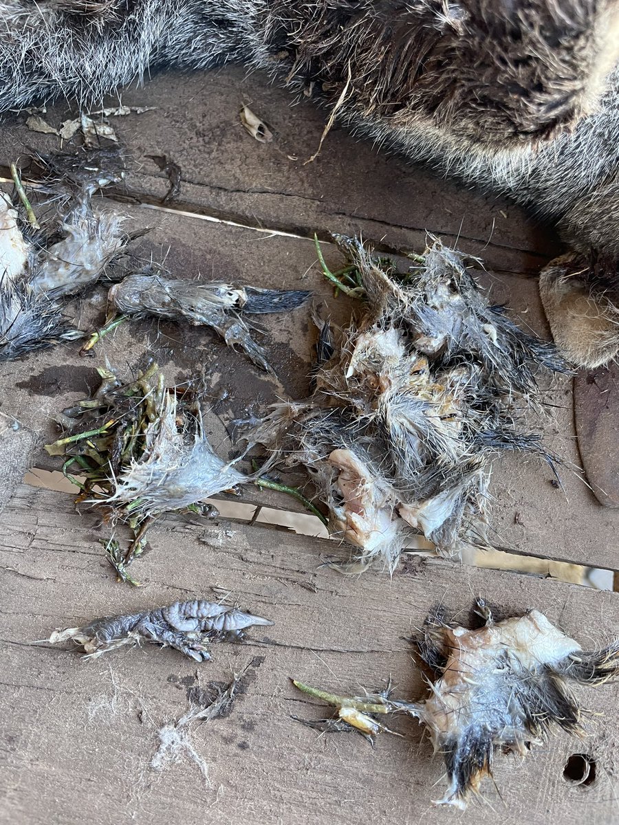 terrainecology's tweet photo. Stomach contents of a big 4kg  female #feralcat captured last night within the largest patch of old growth woodland on #KangarooIsland - an entire Southern brown bandicoot - a nationally #Endangered species. Our battle to protect our native species continues daily. https://t.co/HRPwnaOsLl