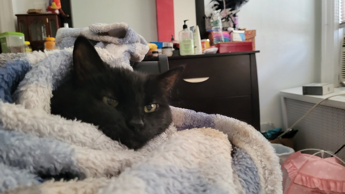Katzen_Angelina's tweet photo. ,,. C,Ozy  ,.. https://t.co/XTzFOCZHR1