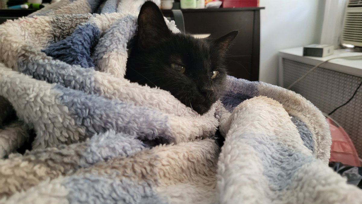 Katzen_Angelina's tweet photo. ,,. C,Ozy  ,.. https://t.co/XTzFOCZHR1