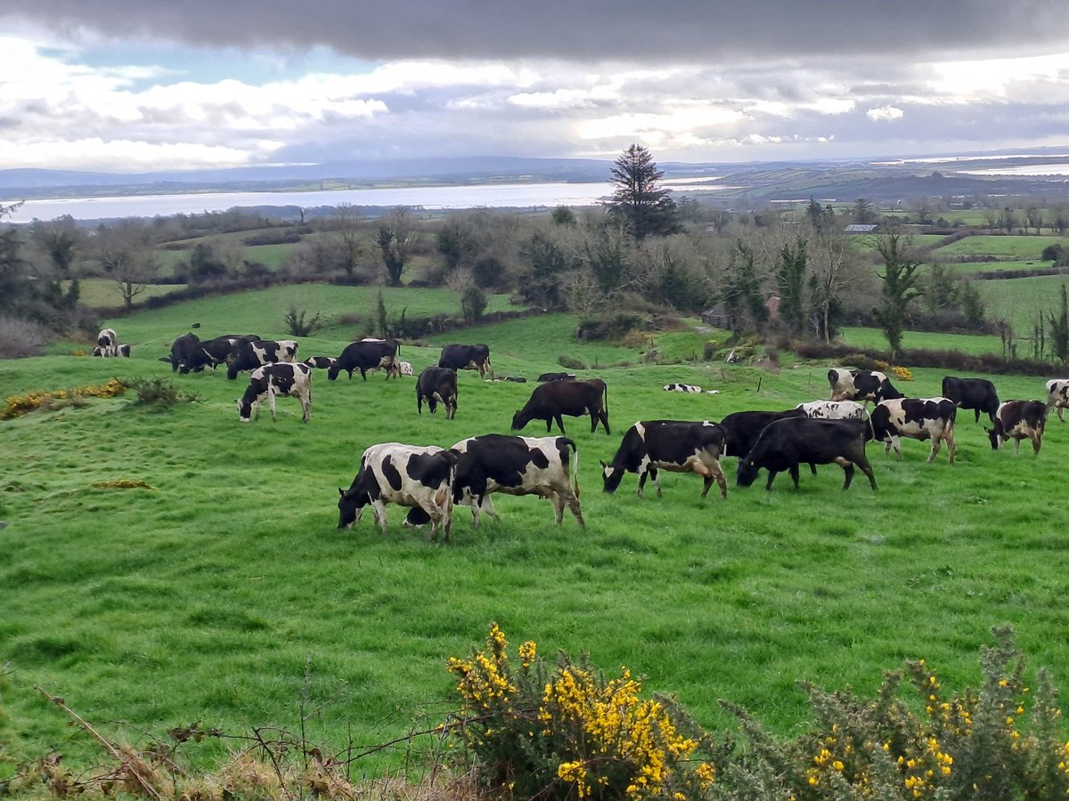 JimGarry5's tweet photo. A paddock with a view. https://t.co/O6rYOerQee