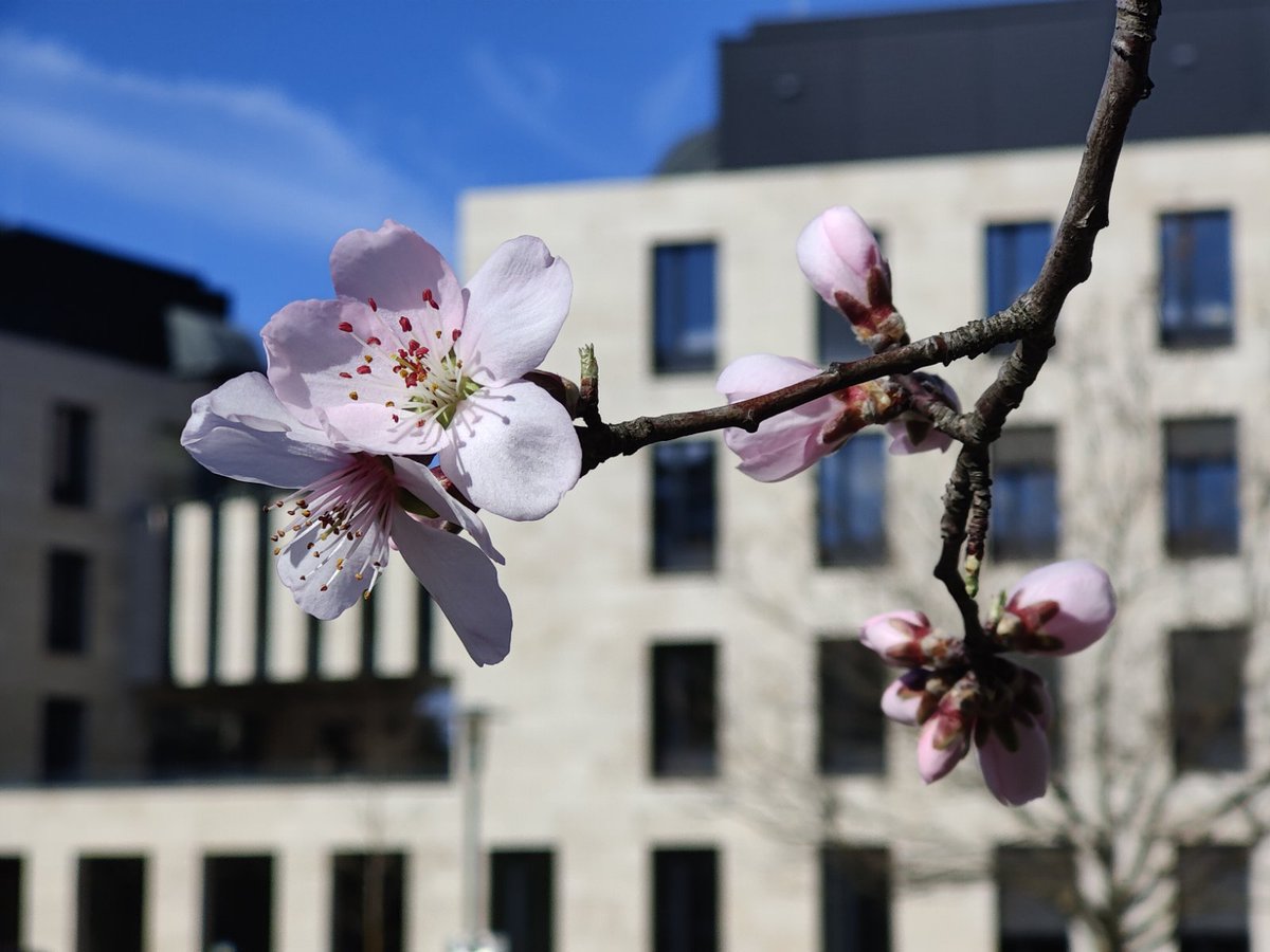 PolshynLab's tweet photo. Spring has finally come to our campus at @ISTAustria https://t.co/QVRYTyRGrl