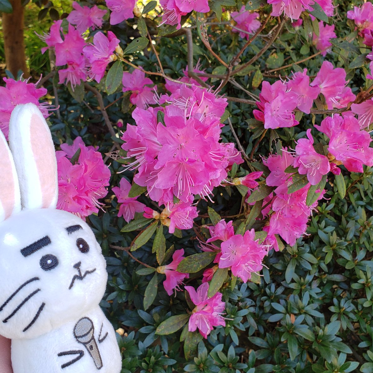 massk123456's tweet photo. #ONEWうさぎ 
#鎌倉長谷寺
#春 https://t.co/JCaIw8jZm2